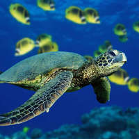 Sea_turtle_backround_normal
