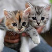 Kittens_normal
