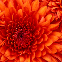 Chrysanthemum_normal