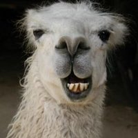 Llama270977_smiling_llama_400x400_normal