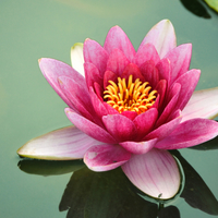 Flower_normal
