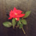 profile_photo