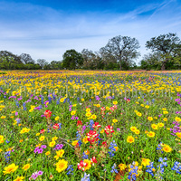 Field-of-colorful-wildflowers-d82-8996_normal