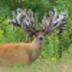profile_photo