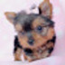 profile_photo