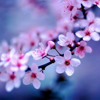 Cherry-blossom-pretty-flowers-pictures_normal