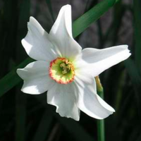 Narcissus_flower_normal
