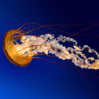 Jellyfish_normal