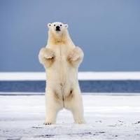 Standing_polar_bear_normal