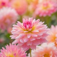 Colorful-of-dahlia-pink-flower-in-beautiful-garden-royalty-free-image-825886130-1554743243_normal