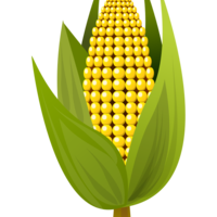 Corn_cob_normal