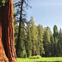Sequoia_national_forest_normal