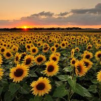 Sunflowerss_normal