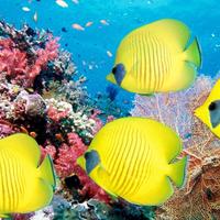 Animals-fishes-ocean-sea-life-tropical-underwater-water-color-yellow-bright-reef-coral-eyes-best_normal