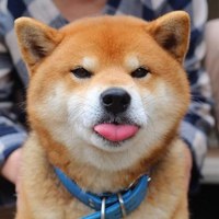 Cute-dog-shiba-inu-ryuji-japan-57_normal