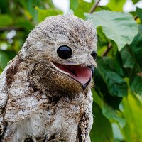 1106px-mae-da-lua-gigante_nyctibius_grandis_normal