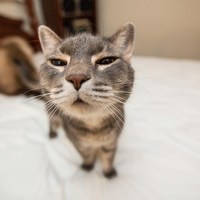 Cat-smirk_normal