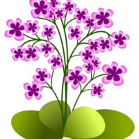Purple_flowers_normal